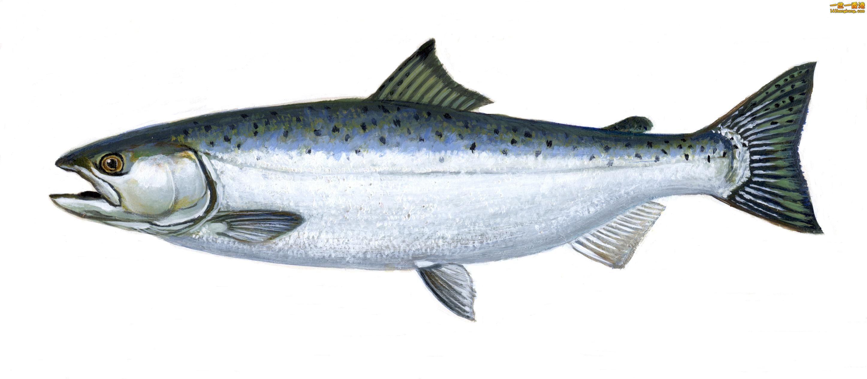 cohosalmon.jpg