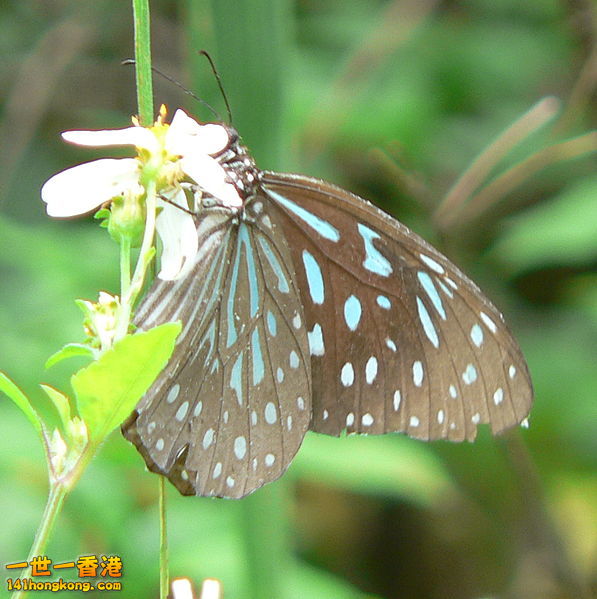 園區內的淡紋青斑蝶.jpg
