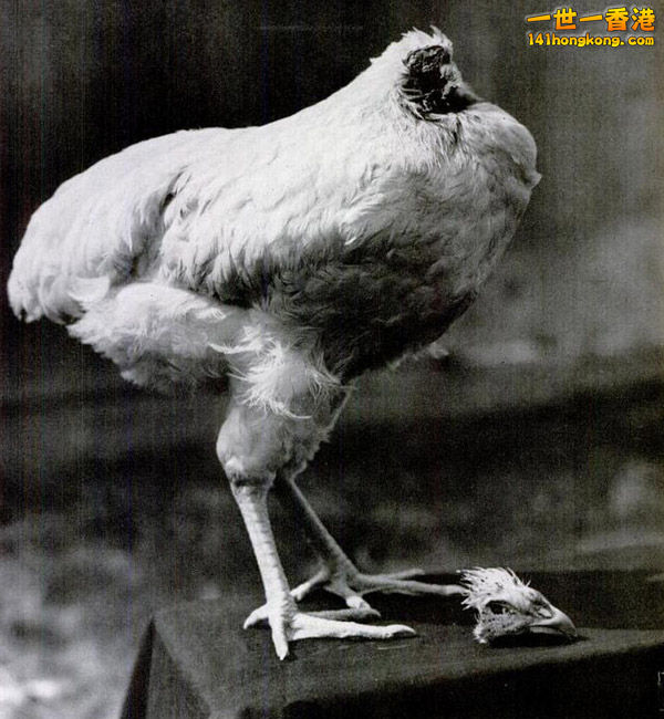 mike-the-headless-chicken.jpg