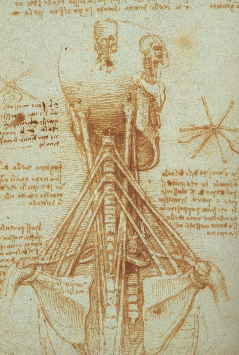 Leonardo_Anatomy_of_the_Neck,_c__1515.jpg