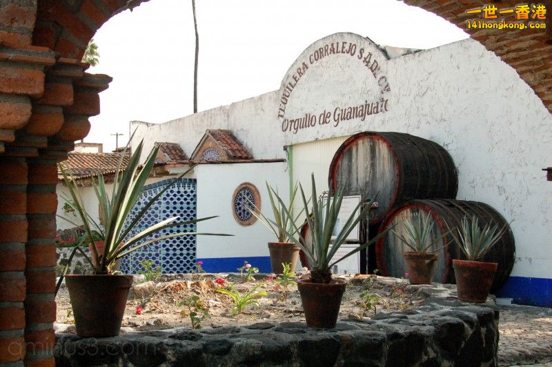 Tequilera Corralejo.jpg