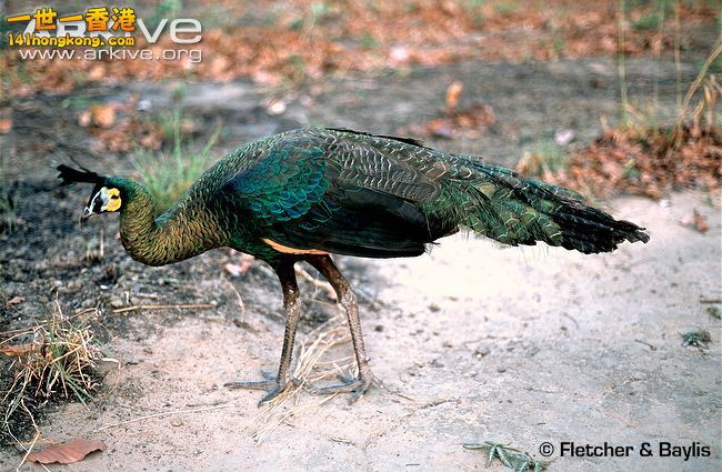 Green-peafowl-.jpg
