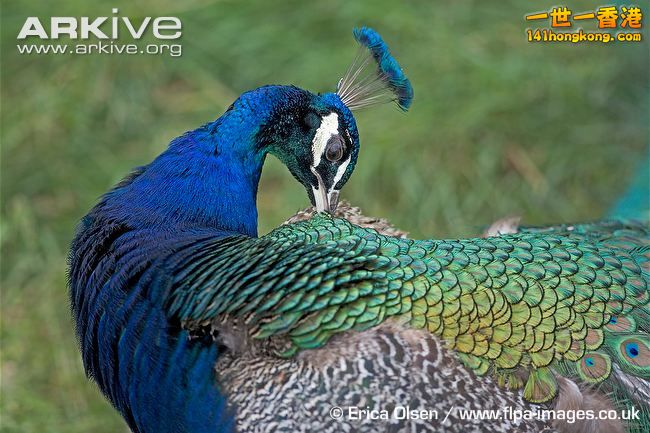 Male-Indian-peafowl-preening-feathers.jpg