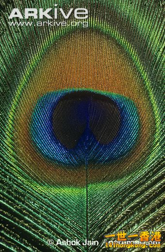 Indian-peafowl-feather-close-up.jpg