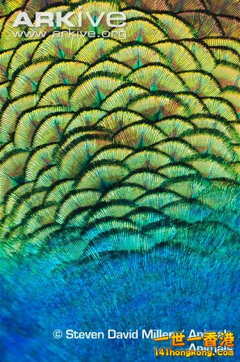 Male-Indian-peafowl-feathers-close-up.jpg