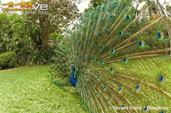 Male-Indian-peafowl-displaying.jpg