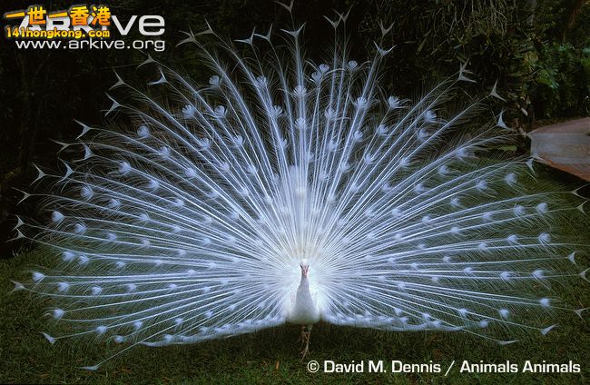 Male-albino-Indian-peafowl-displaying-tail-feathers.jpg