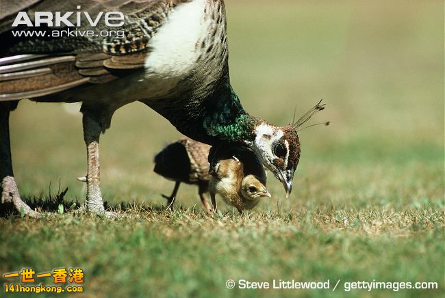 Female-Indian-peafowl-grazing-with-young-chicks.jpg