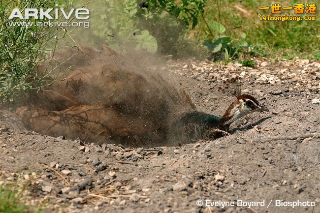 Female-Indian-peafowl-having-a-dust-bath.jpg