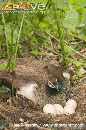 Female-Indian-peafowl-incubating-eggs-on-nest.jpg