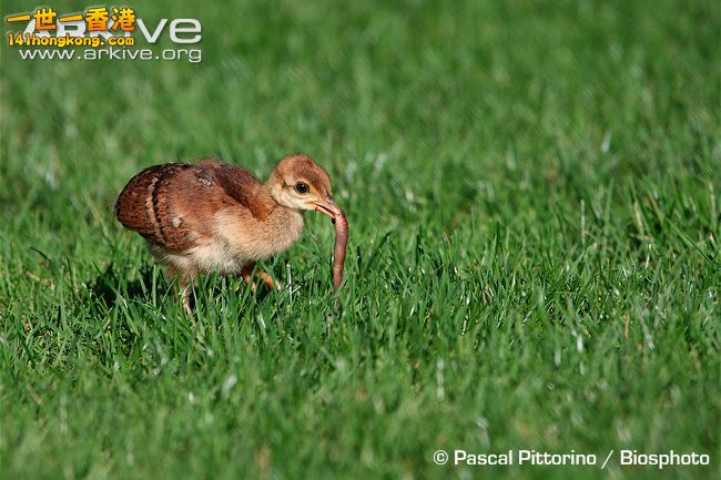 Indian-peafowl-chick-feeding-on-earthworm.jpg
