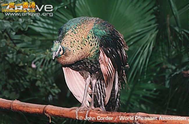 Juvenile-green-peafowl-on-branch.jpg