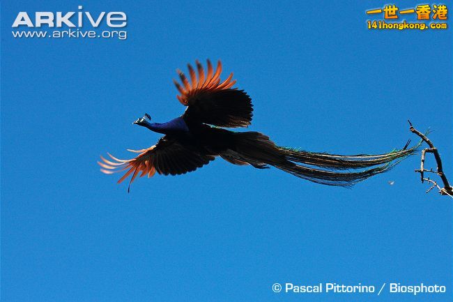 Male-Indian-peafowl-in-flight.jpg