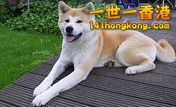 250px-Akita_inu.jpg