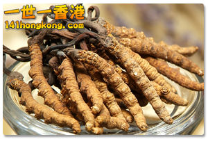 new-cordycep-pic1.jpg