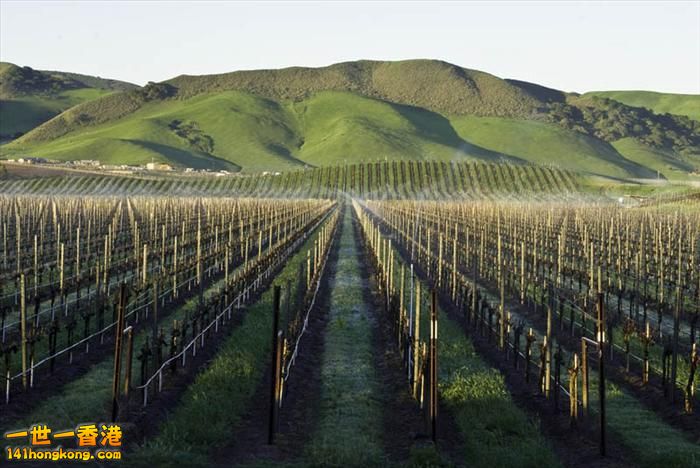 1)  Los Alamos Vineyards, Santa Barbara, California, USA   聖巴巴拉市  (美國加州).jpg.jpg