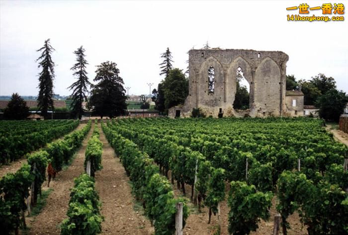 2)   St. Emilion Vineyards –  France  法國.jpg