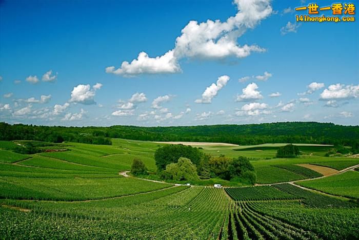 3)  Trigny Vineyards – Champagne, France.jpg