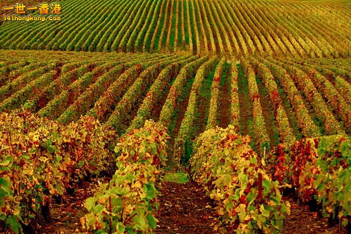 7)   Hermonville Vineyards – France   法國.jpg