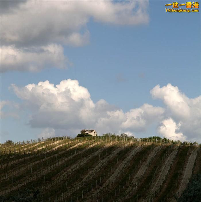 9)   Balf Vineyards – Hungary  匈牙利.jpg