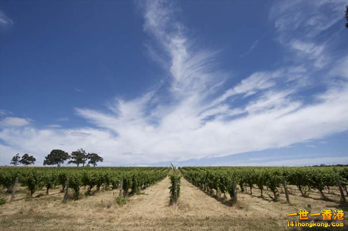 10)   Margaret River Vineyards – Western Australia    澳洲.jpg