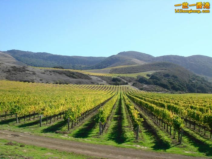 16)   Mission Vineyards – California, United States   美國.jpg