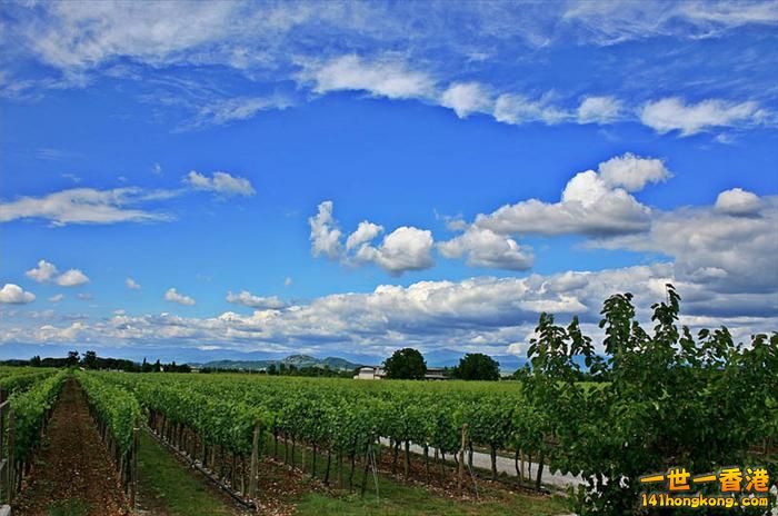 19)   Collio Vineyards – Friuli Venezia-Giulia, Italy  意大利.jpg