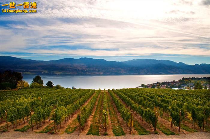 21)   Kelowna Vineyards – British Columbia, Canada   加拿大.jpg