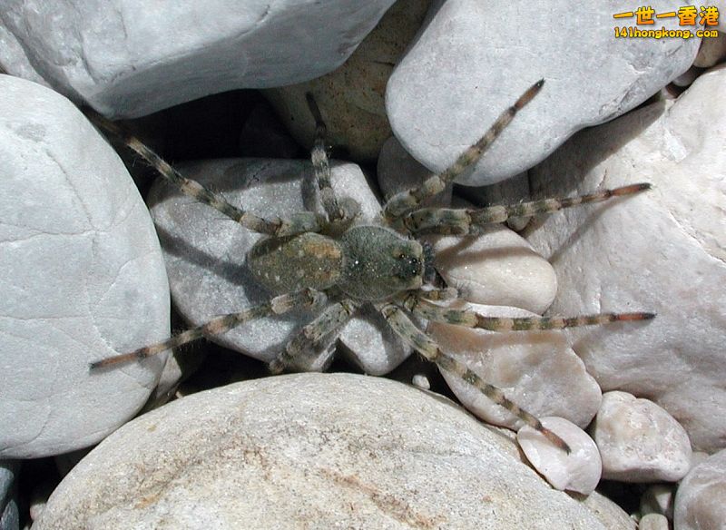 Wolf spider (Arctosa cinerea) in the valley of the river Isar.jpg