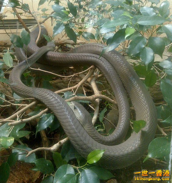 一隻在倫敦動物園裡的黑曼巴蛇。.jpg