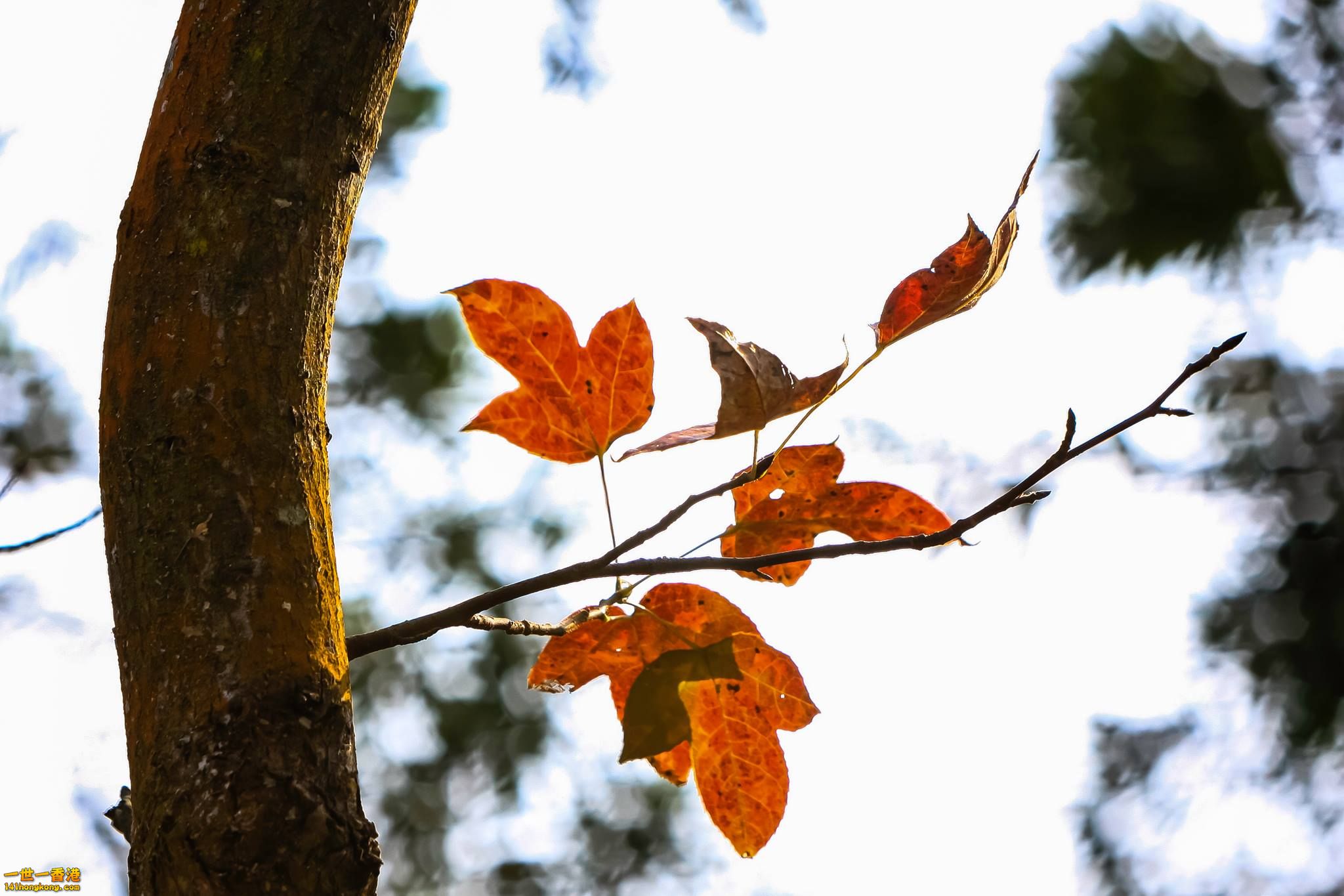 紅荼.jpg