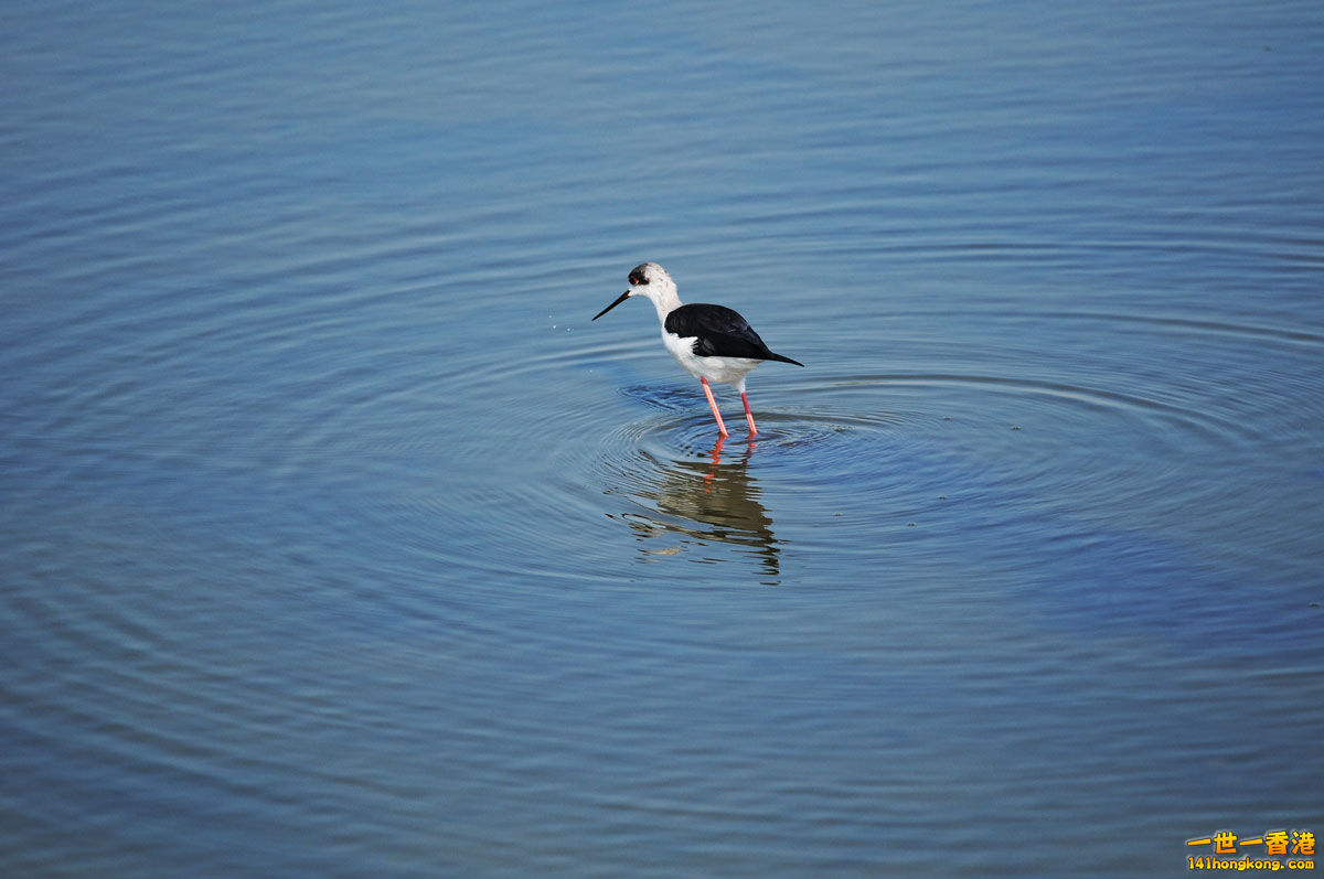 1lonelybird.jpg