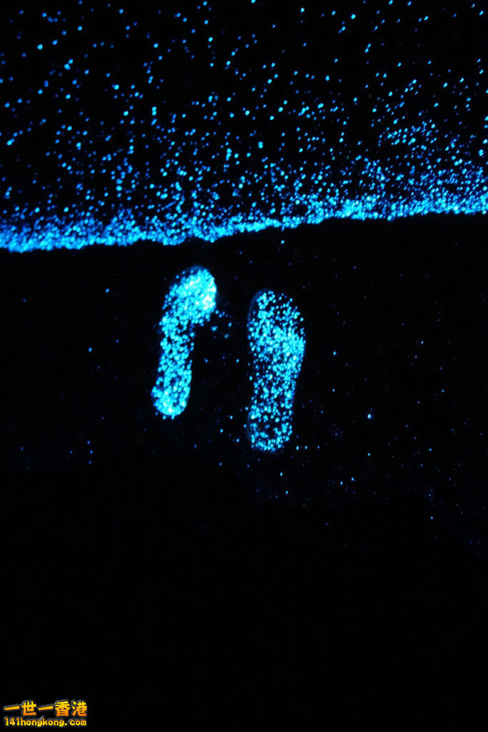 bioluminescent-phytoplankton-looks-like-ocean-stars-41469.jpg