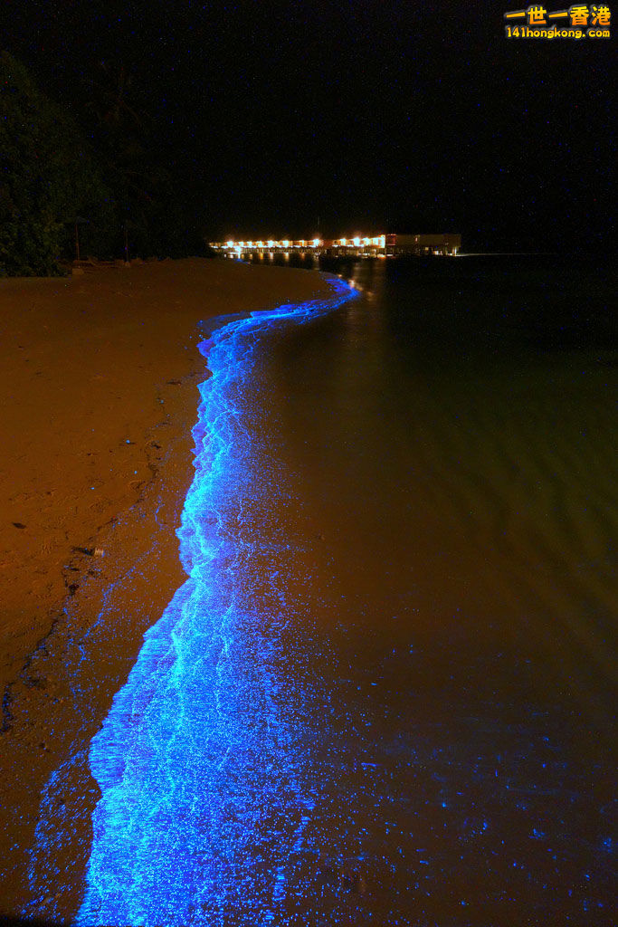 bioluminescent-phytoplankton-looks-like-ocean-stars-23215.jpg