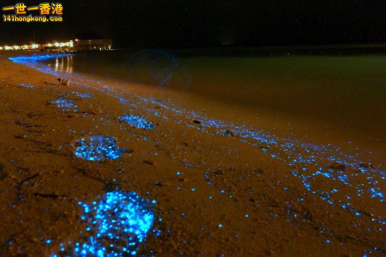 bioluminescent-phytoplankton-looks-like-ocean-stars-65550-750x500.jpg