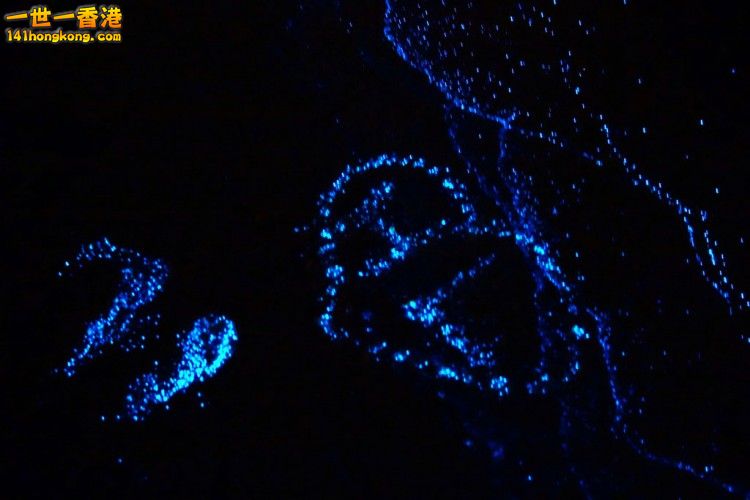 bioluminescent-phytoplankton-looks-like-ocean-stars-77586-750x500.jpg