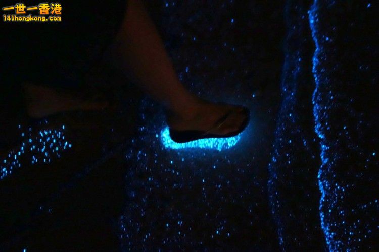bioluminescent-phytoplankton-looks-like-ocean-stars-85668-750x500.jpg