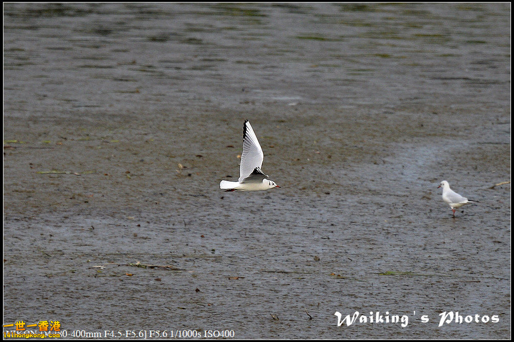 DSC_9528.jpg