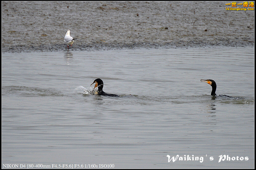 DSC_9370.jpg