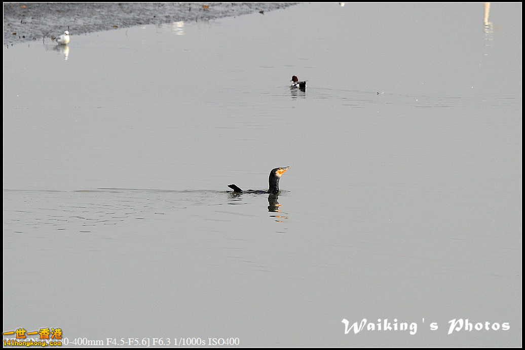 DSC_9665.jpg