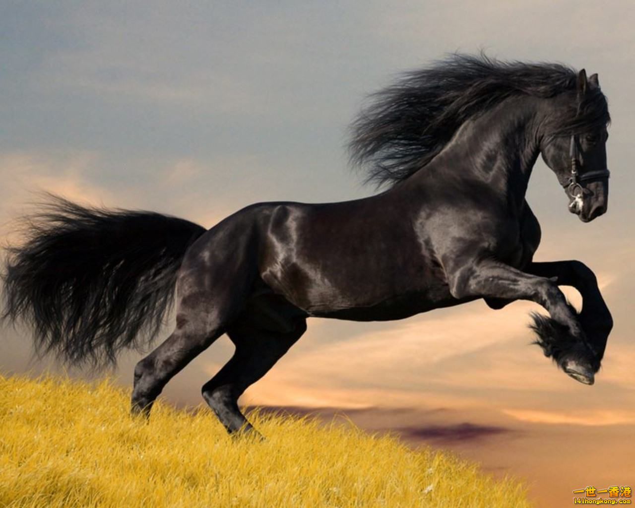 black_horse_running.jpg