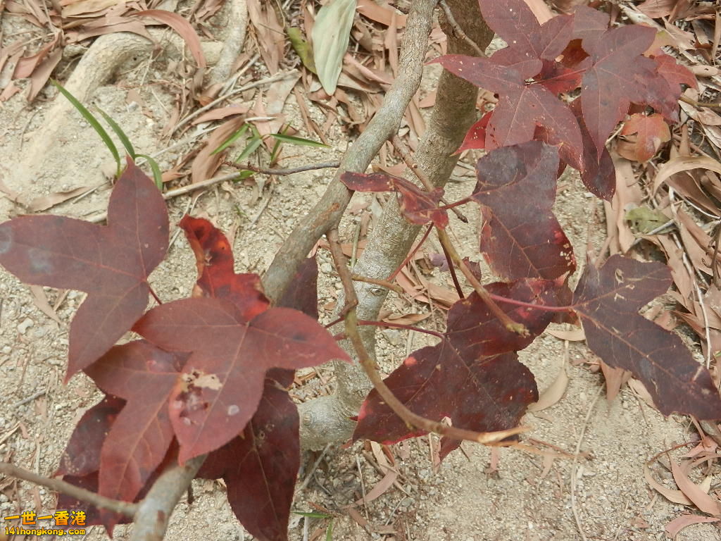 DSCN7823.JPG