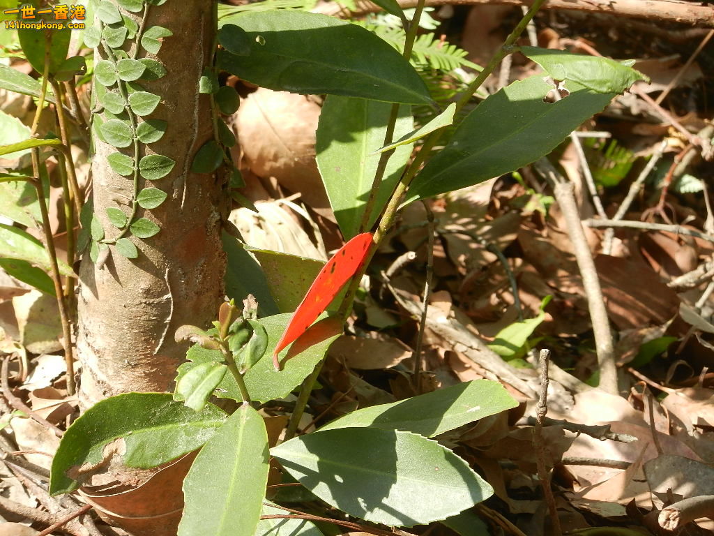 DSCN7730.JPG