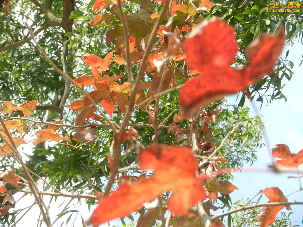 DSCN7736.JPG