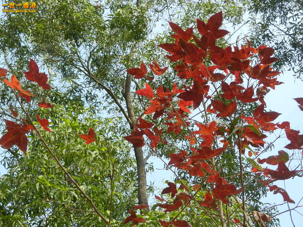 DSCN7775.JPG