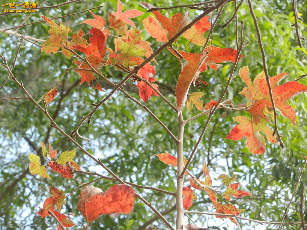 DSCN7780.JPG
