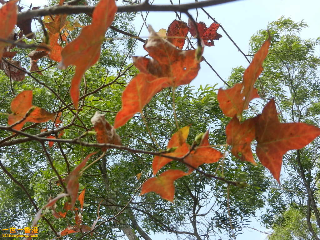 DSCN7781.JPG