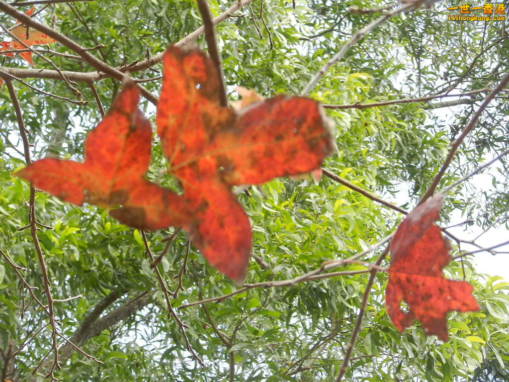 DSCN7782.JPG