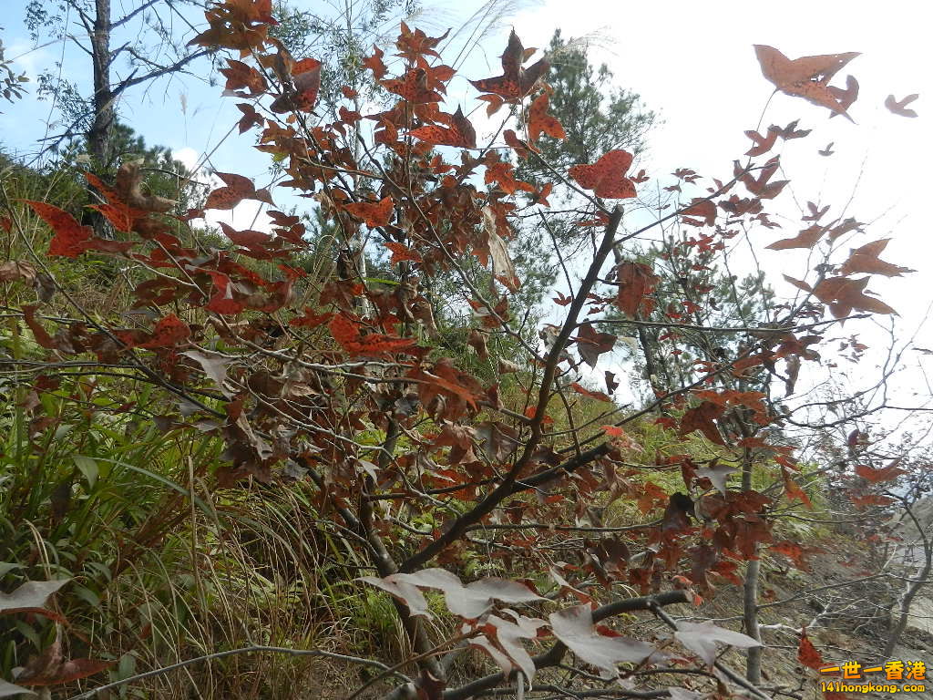 DSCN7792.JPG