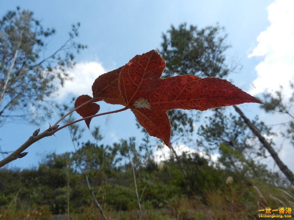 DSCN7794.JPG